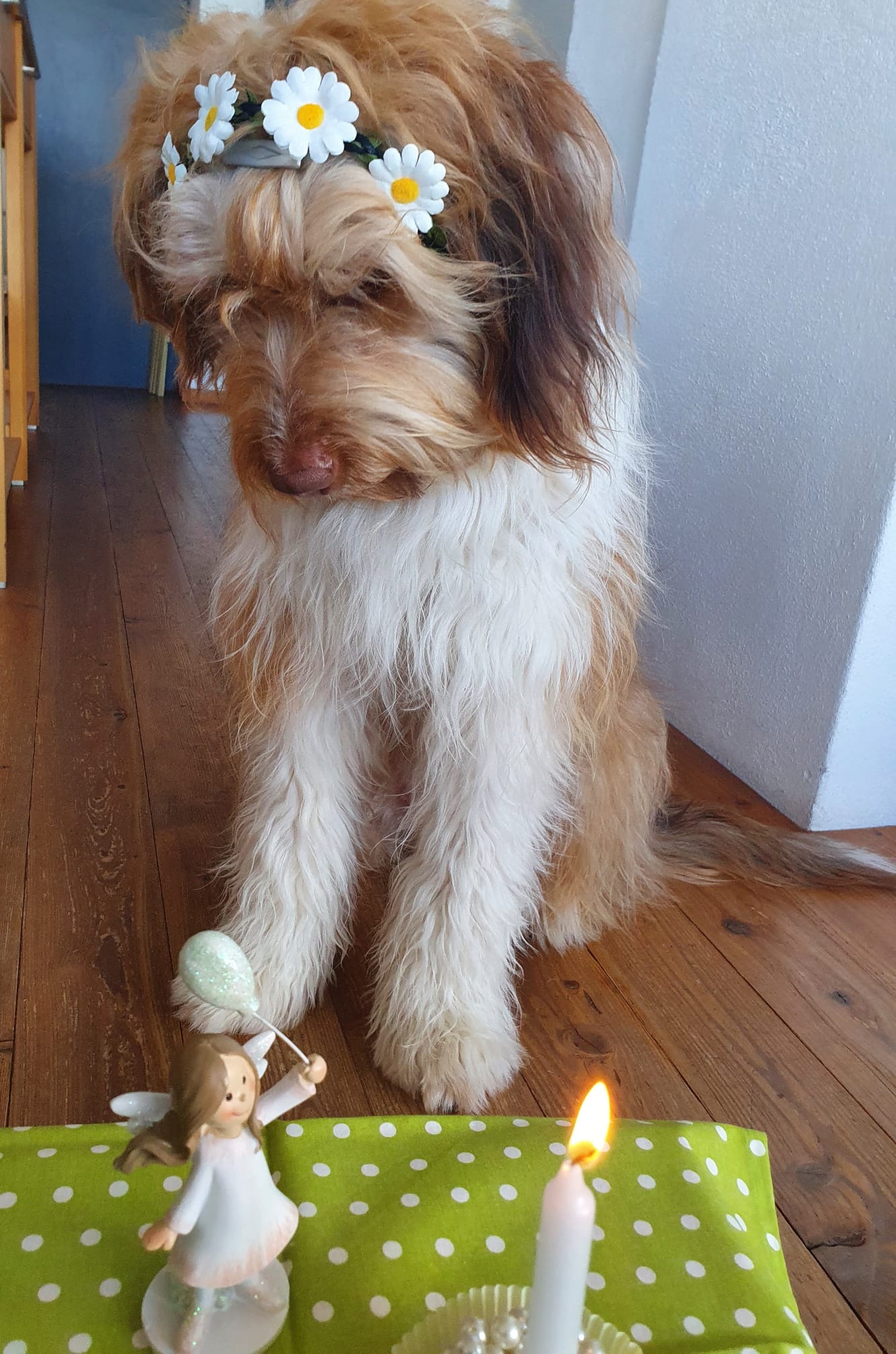 Wäller von der Straubenhalde